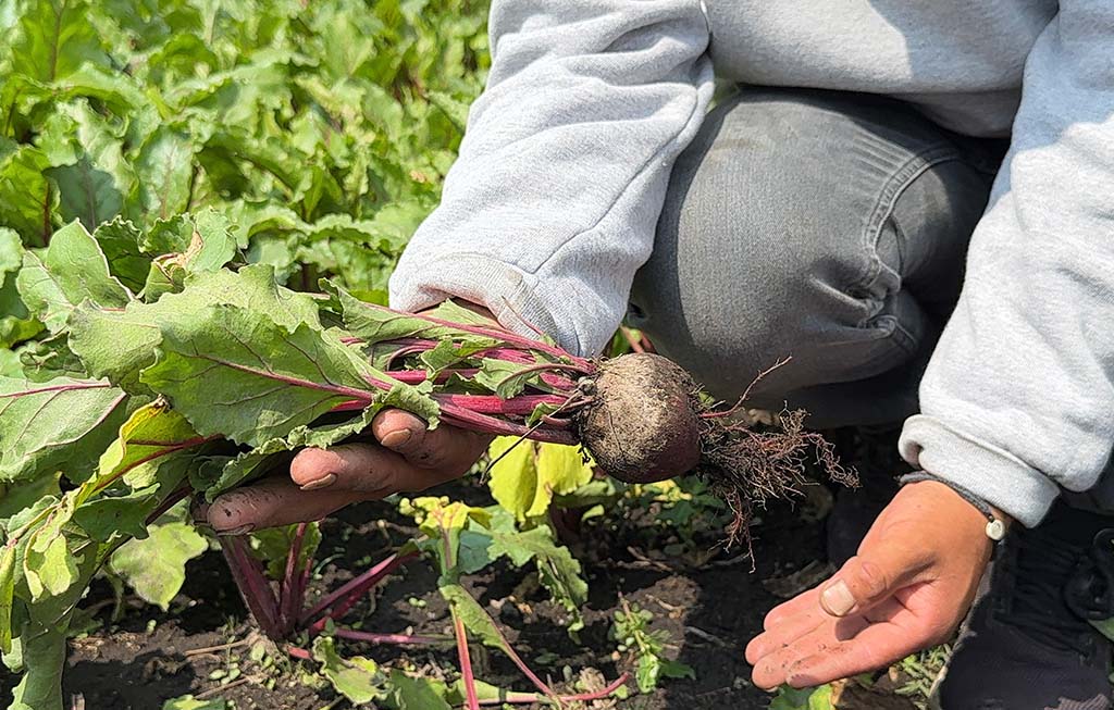 Gastronomía sostenible: Del origen a tu mesa en Centenario 107