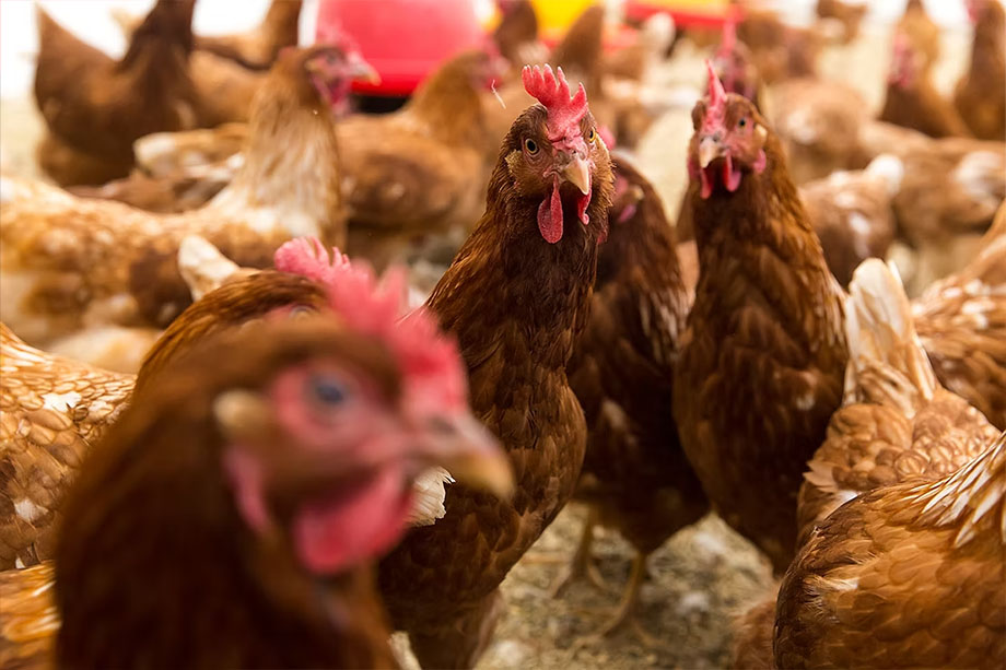 Laying hens Animal welfare and natural feeding