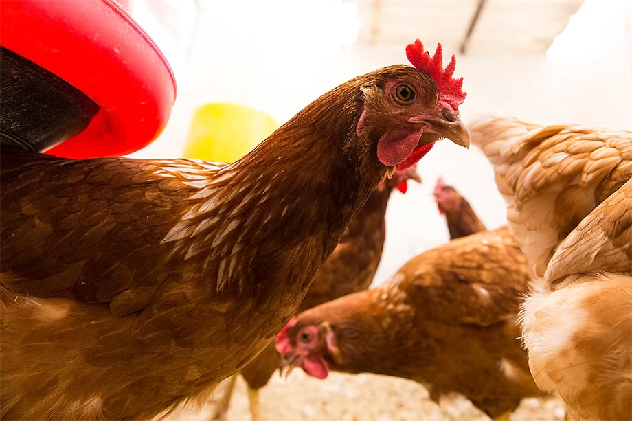 Huevo de Hacienda Grande: el origen responsable de un gran platillo