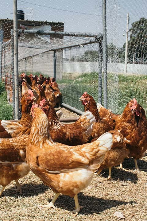 Fresh and nutritious eggs: what arrives on your table